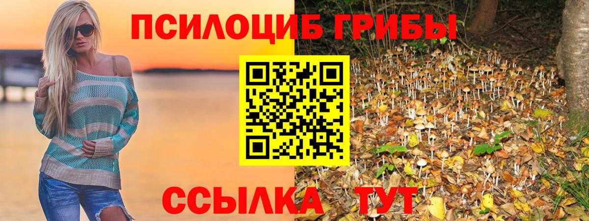 Галлюциногенные грибы Psilocybe Отрадный
